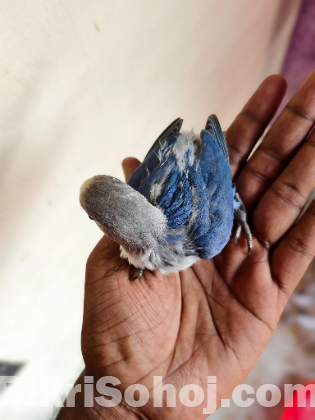 লাভ বার্ড